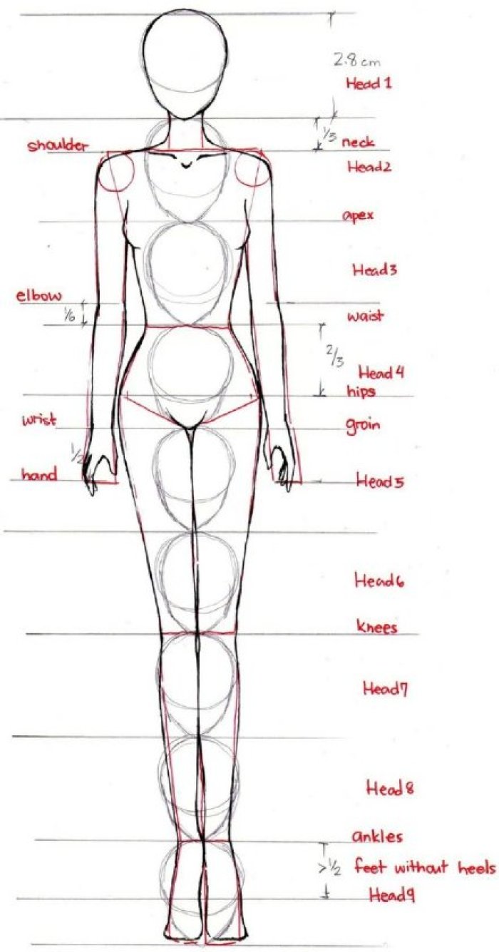 人种身材比例图片