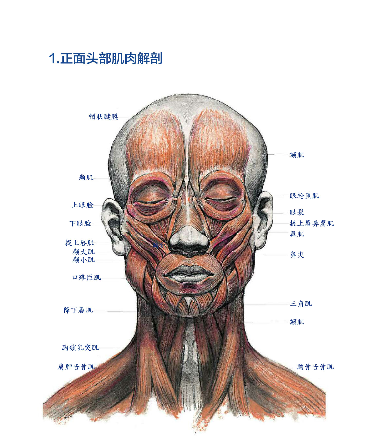 人体头部结构图详情图片