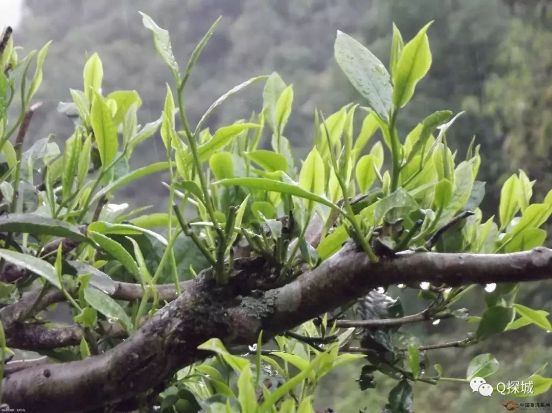 大岗茶树图片