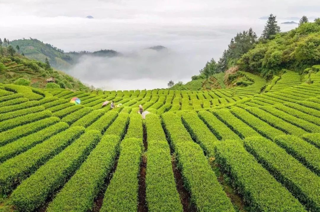 媒體傳真丨喜迎茶葉節:共飲松陽茶,茶養天下人_五行