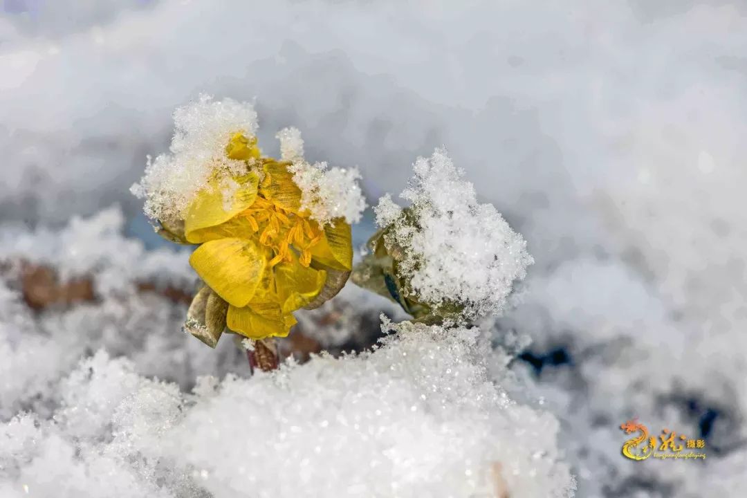 色彩用一抹明亮的金黃色金燦燦的冰凌花悠然開放在雪花競相飄落的時節