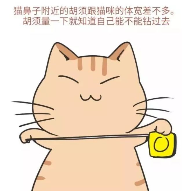 两只猫量腰围卡通图片图片