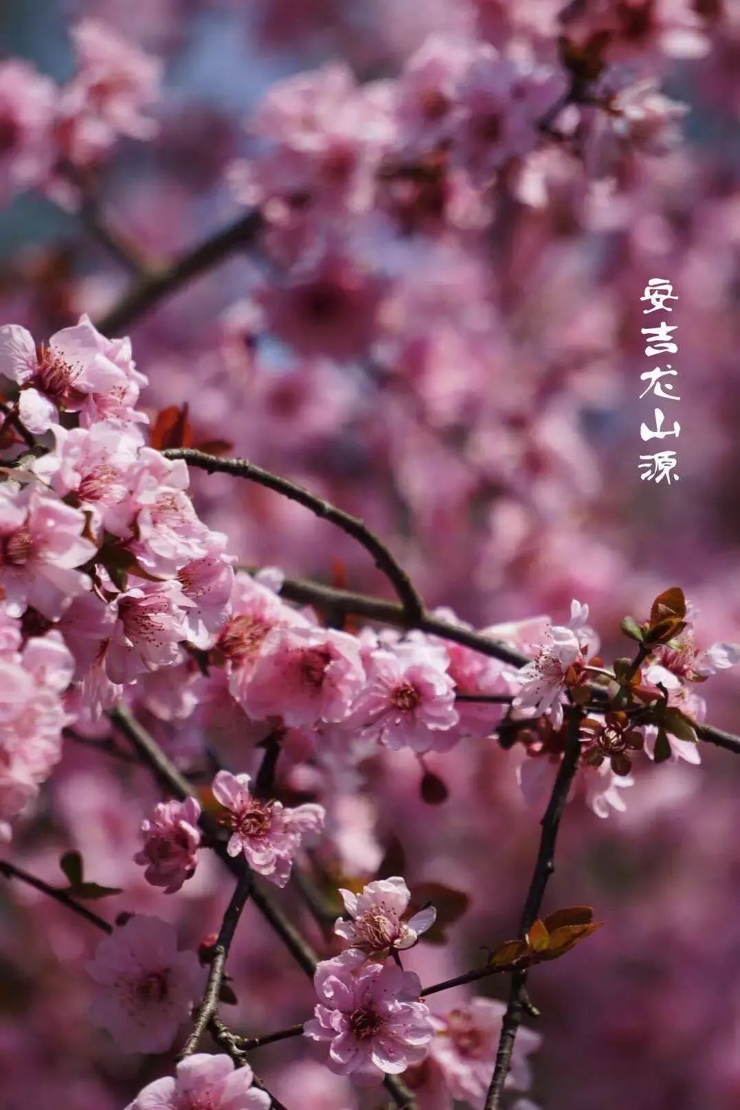 相關信息導航:安吉古城國家考古遺址公園(安吉龍山源)高速:杭長高速