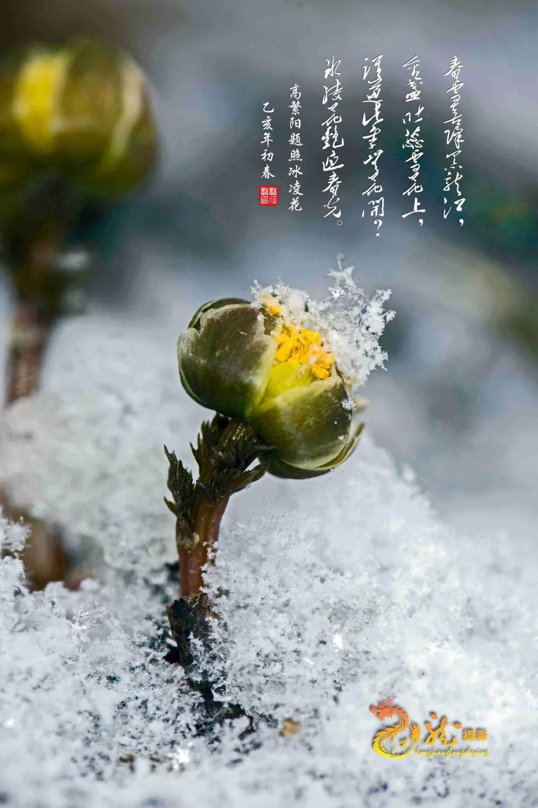 请到鹤岗赏报春雪莲,悄然绽放的冰雪美人