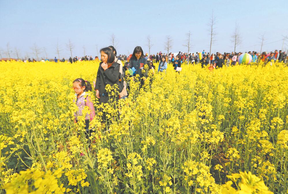 又是一年花開時黃萼裳裳待君至小崑山鎮油菜花節開幕