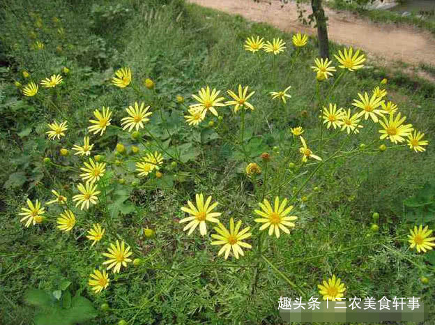 此種植物是珍貴的中草藥可治溼疹如今農村集市上20元一斤