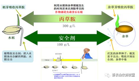 解草啶是丙草胺药害与残留防治剂的解毒剂,主要是起到降低丙草胺药害