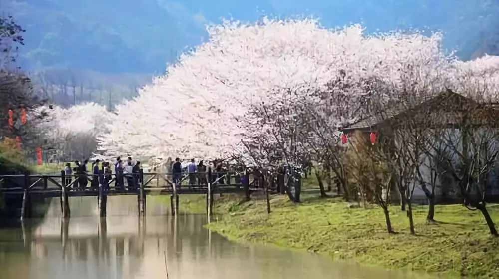 特惠118樱花盛开330邂逅浙江最大樱花林会稽山深处品味春天味道