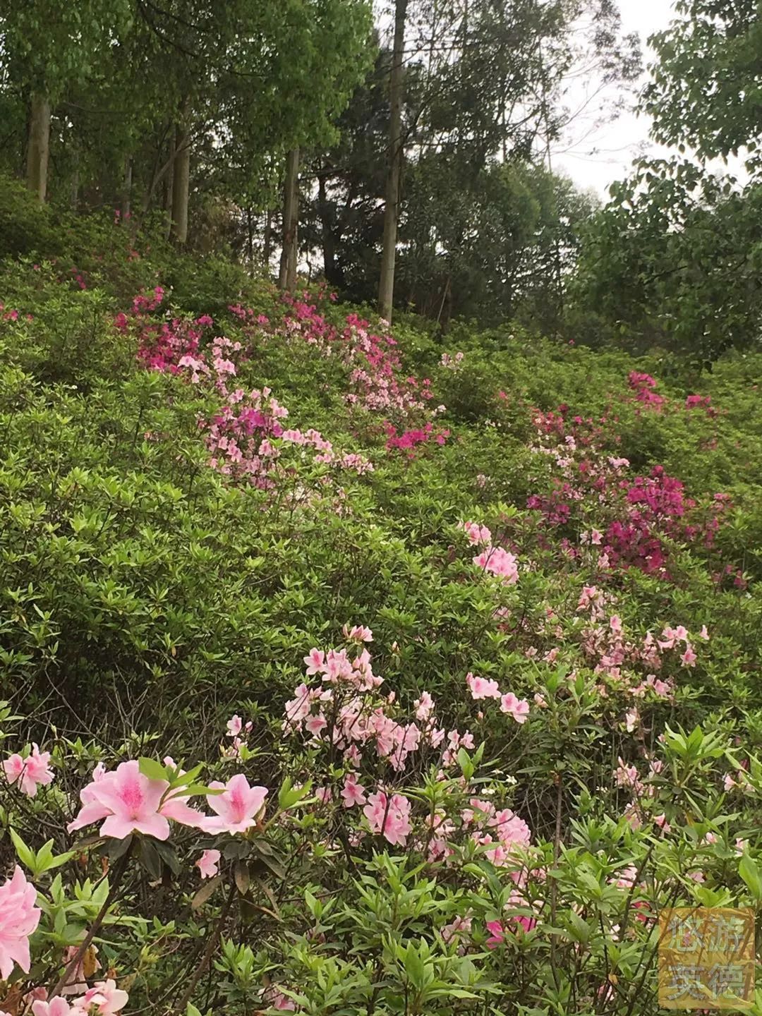 金子山的杜鹃花图片