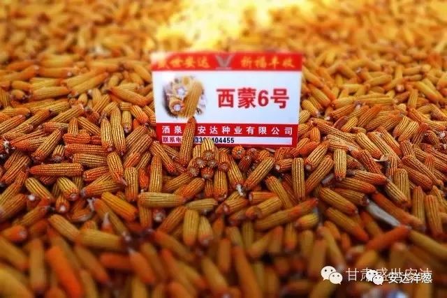 西蒙6号玉米种简介图片