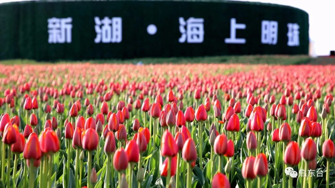 新湖郁金香花海又上央视周末约花去