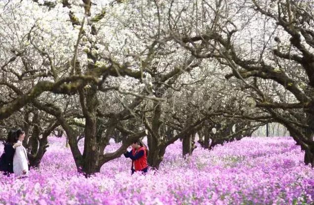 即日啟程奔宿遷醉美當屬三臺山春滿三臺梨蘭會夢幻仙境來相會