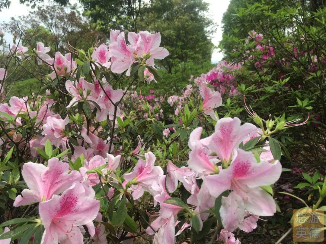 金子山的杜鹃花图片