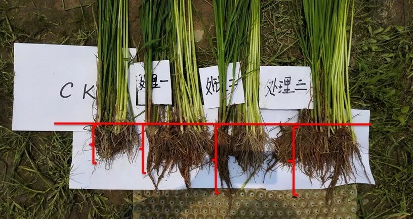 ck与施必达不同处理的根系对比效果使用目的:缩短水稻所有节间长度