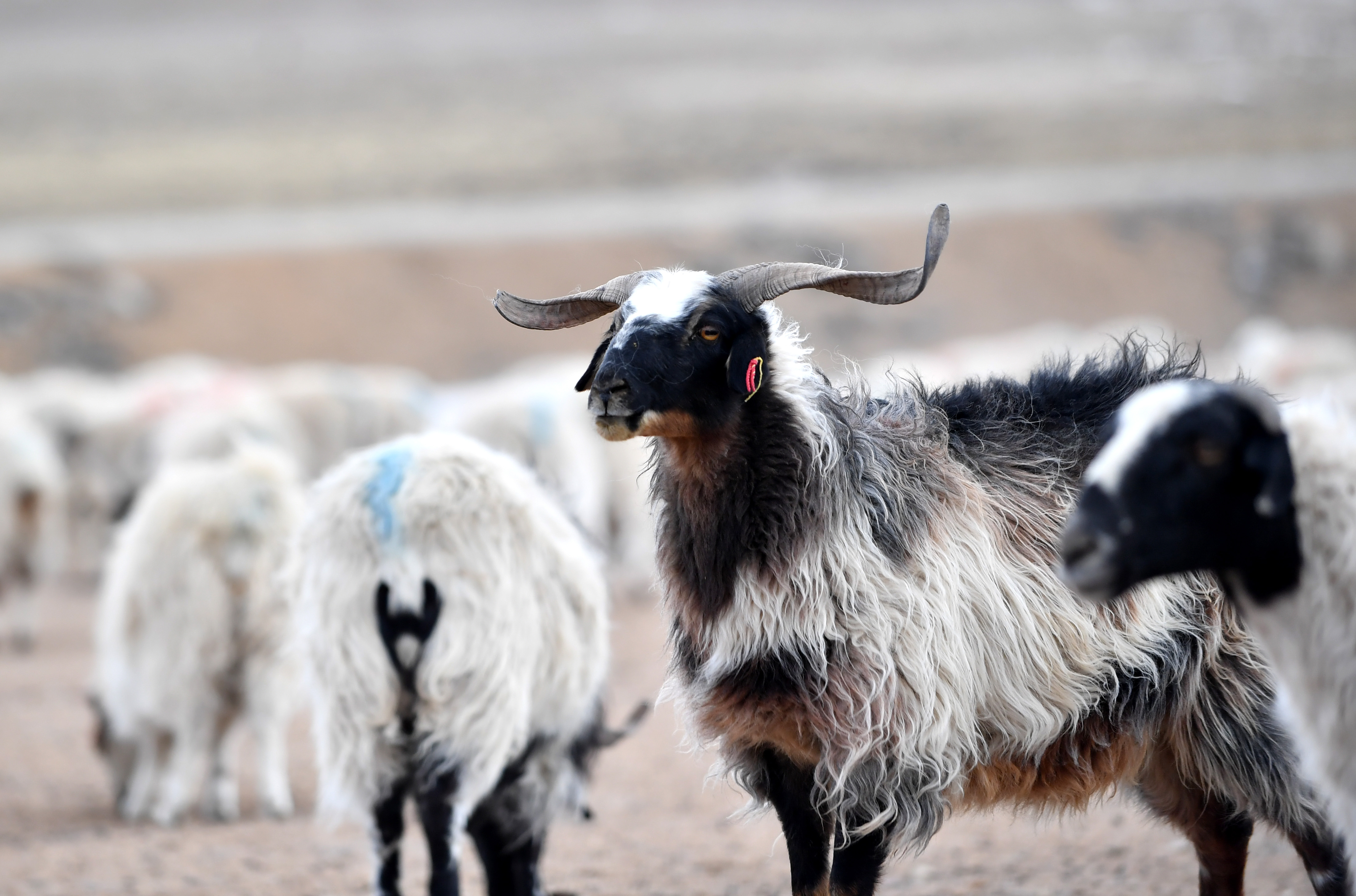 西藏那曲牧场上的绵羊(2019年1月17日摄)