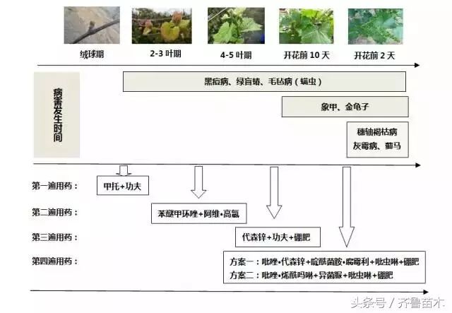 葡萄一年病虫害防治周期表