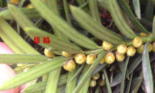 红豆杉的雄花球形,具短梗,淡褐黄色至黄色,长5～6mm,径约3mm,密生于