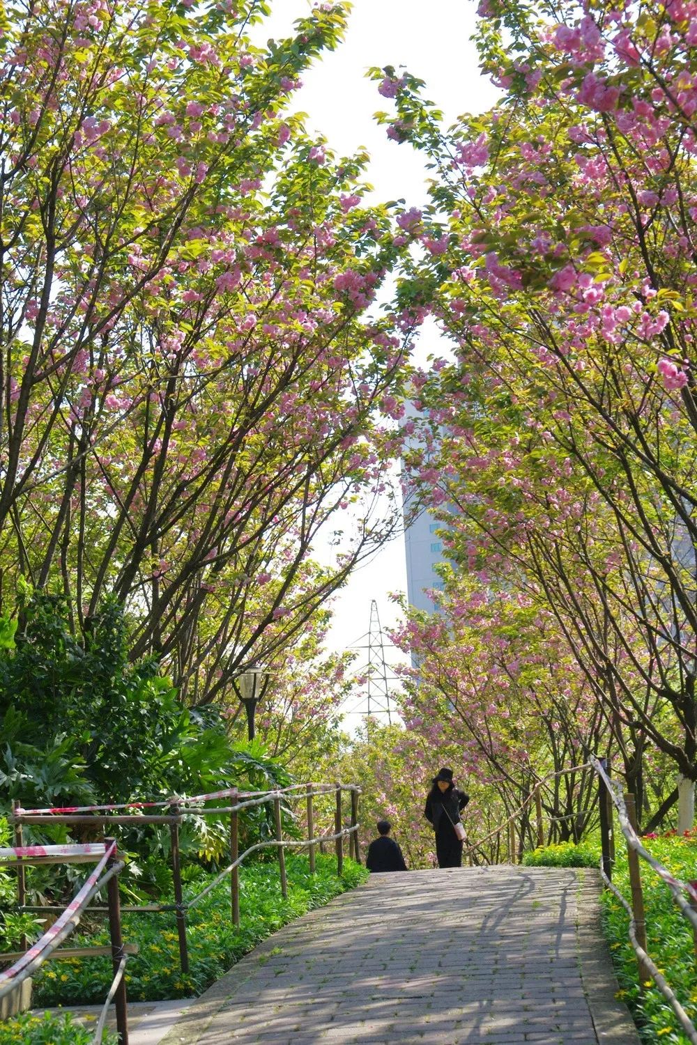 尋得漫漫櫻花路只在坡區公園裡