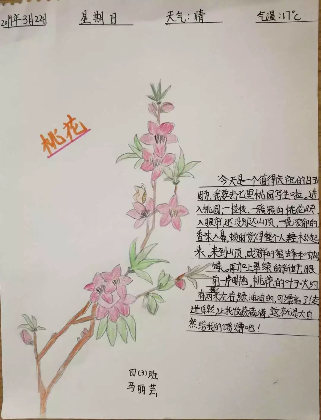 三年级桃花植物卡图片