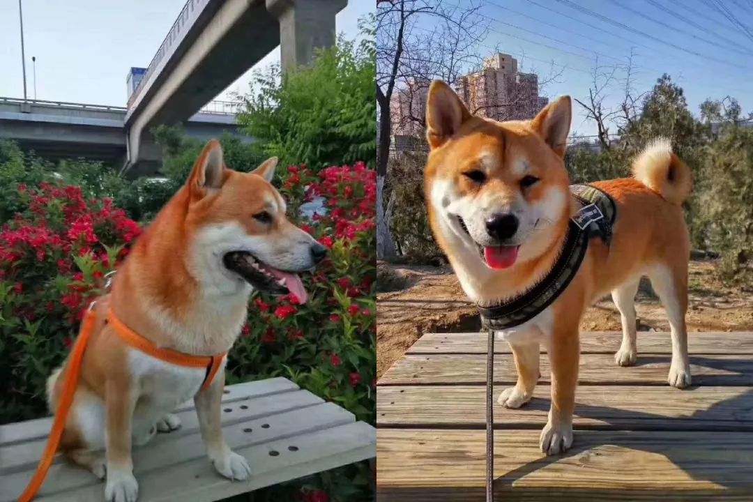 從廢柴變成微笑天使柴犬狗生逆襲