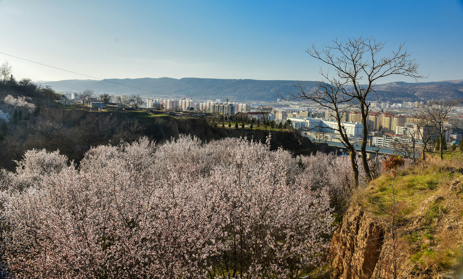 天水新阳镇杏花图片