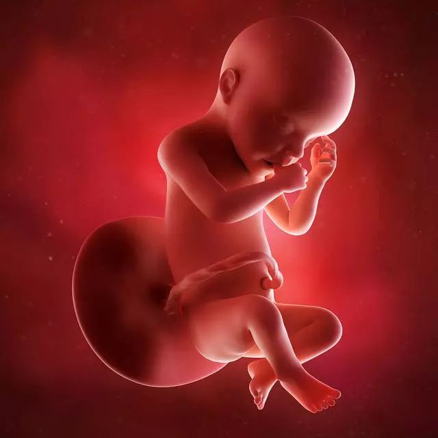 34周的胎儿发育情况孕期第35周的胎儿发育情况孕期第36周的胎儿发育