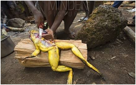喀麦隆巨蛙图片