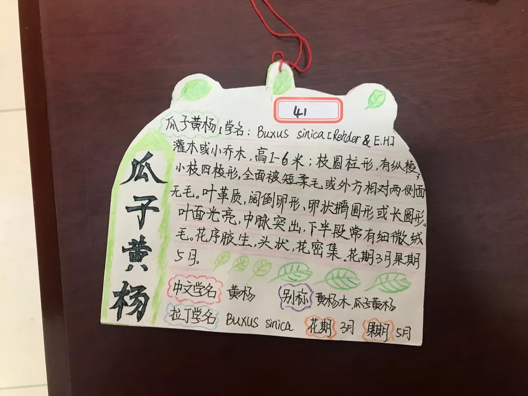 七彩成长在塘小  植物挂牌我做主