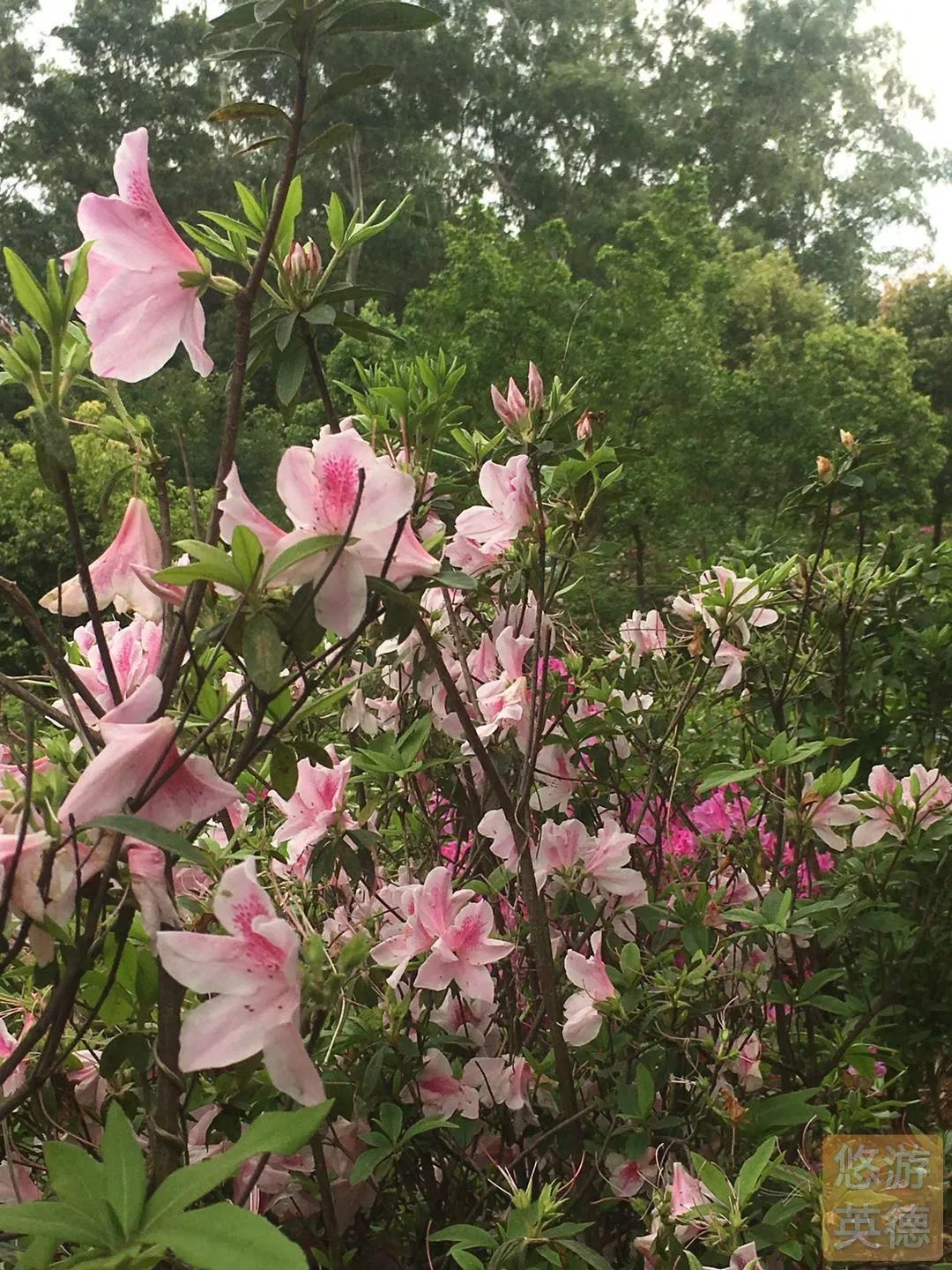 金子山的杜鹃花图片