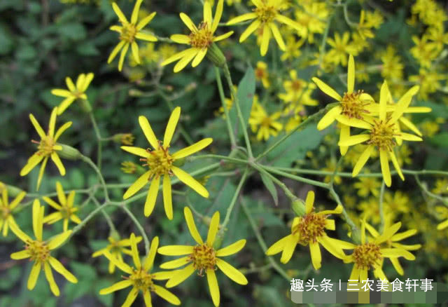 此種植物是珍貴的中草藥,可治溼疹,如今農村集市上20元一斤_野草