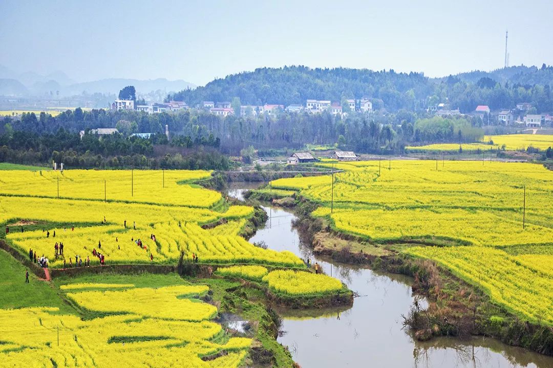 长沙湘府大桥油菜花图片