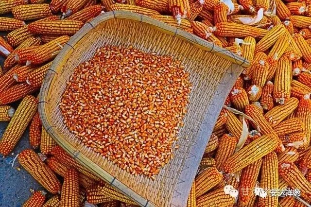 西蒙168玉米种子图片