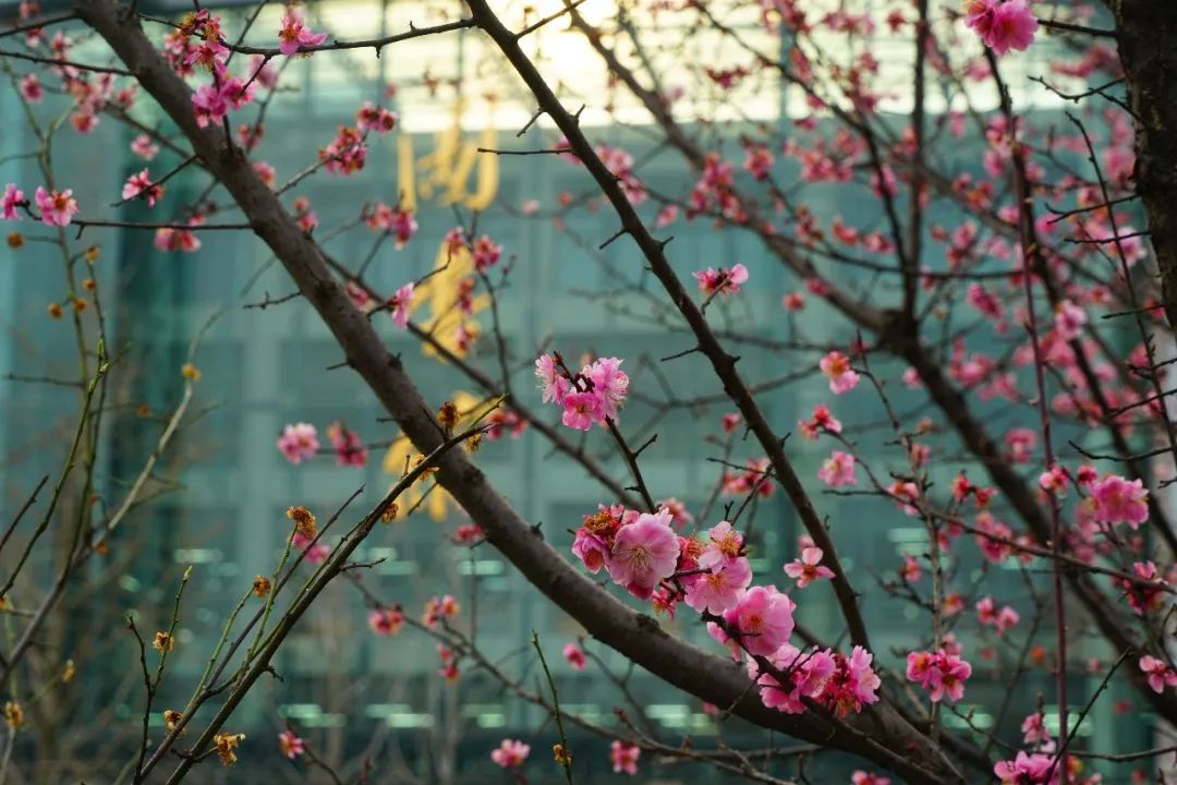 願君精武守衛南湖,一亭深淺色,倒映綠波中北園,寒雪梅中盡,春風柳上歸