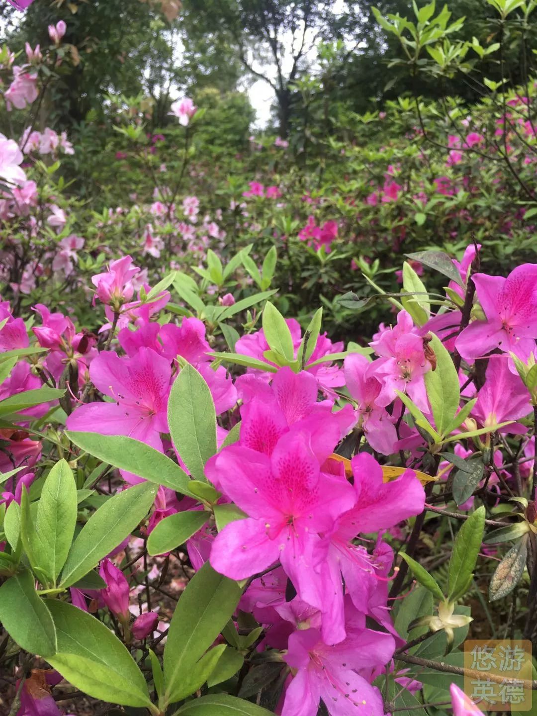 金子山的杜鹃花图片