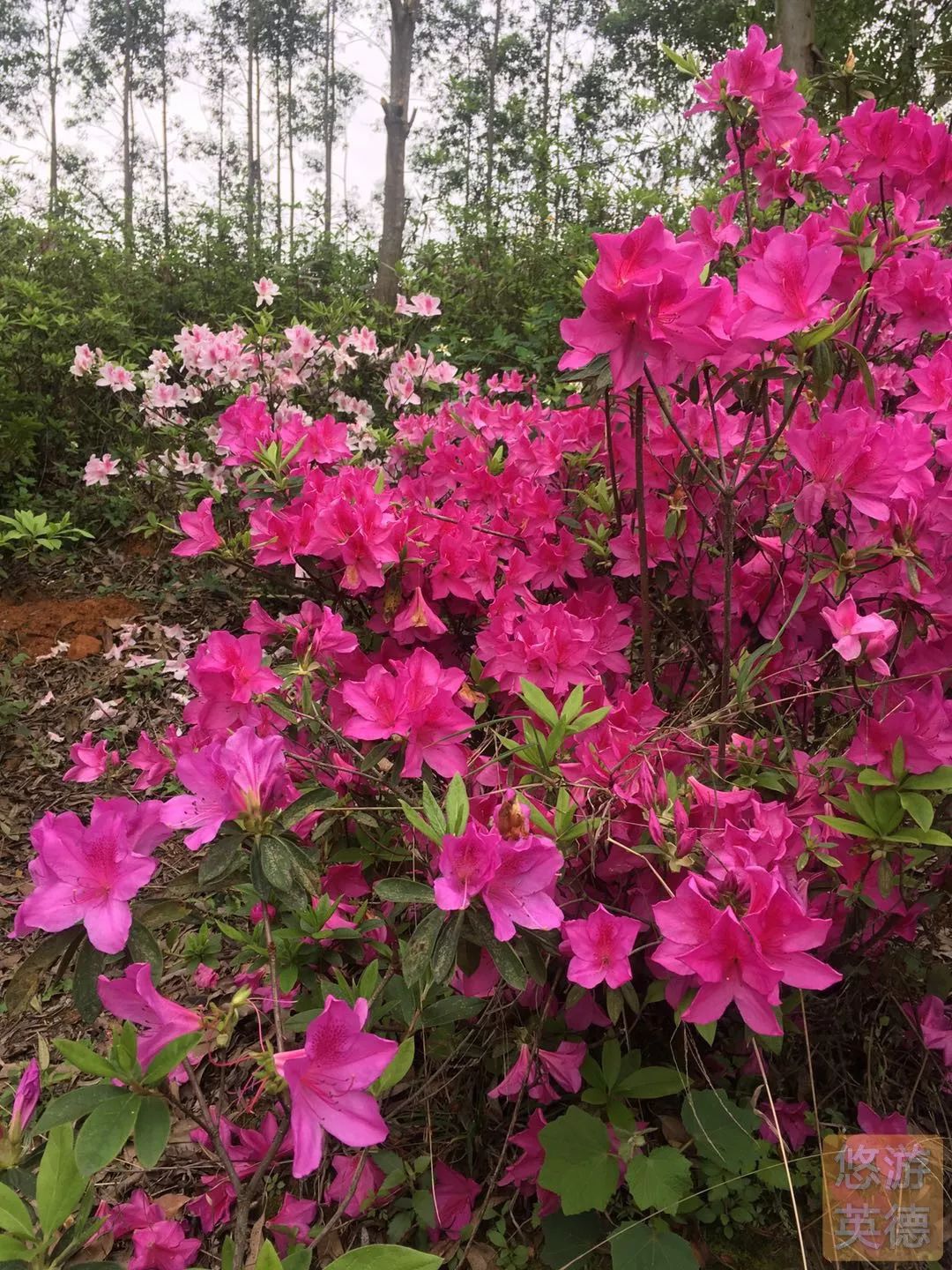 金子山的杜鹃花图片