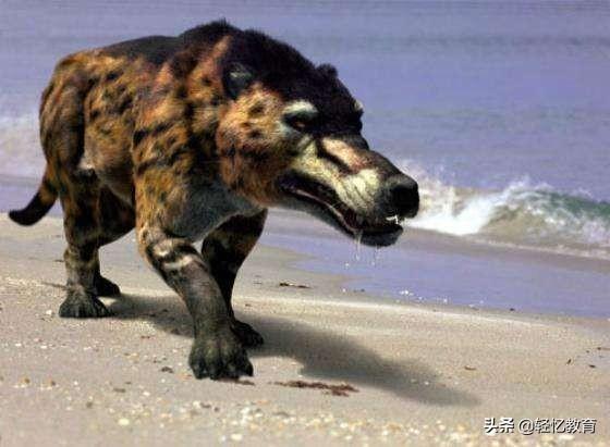 巨鬣狗的天敌图片