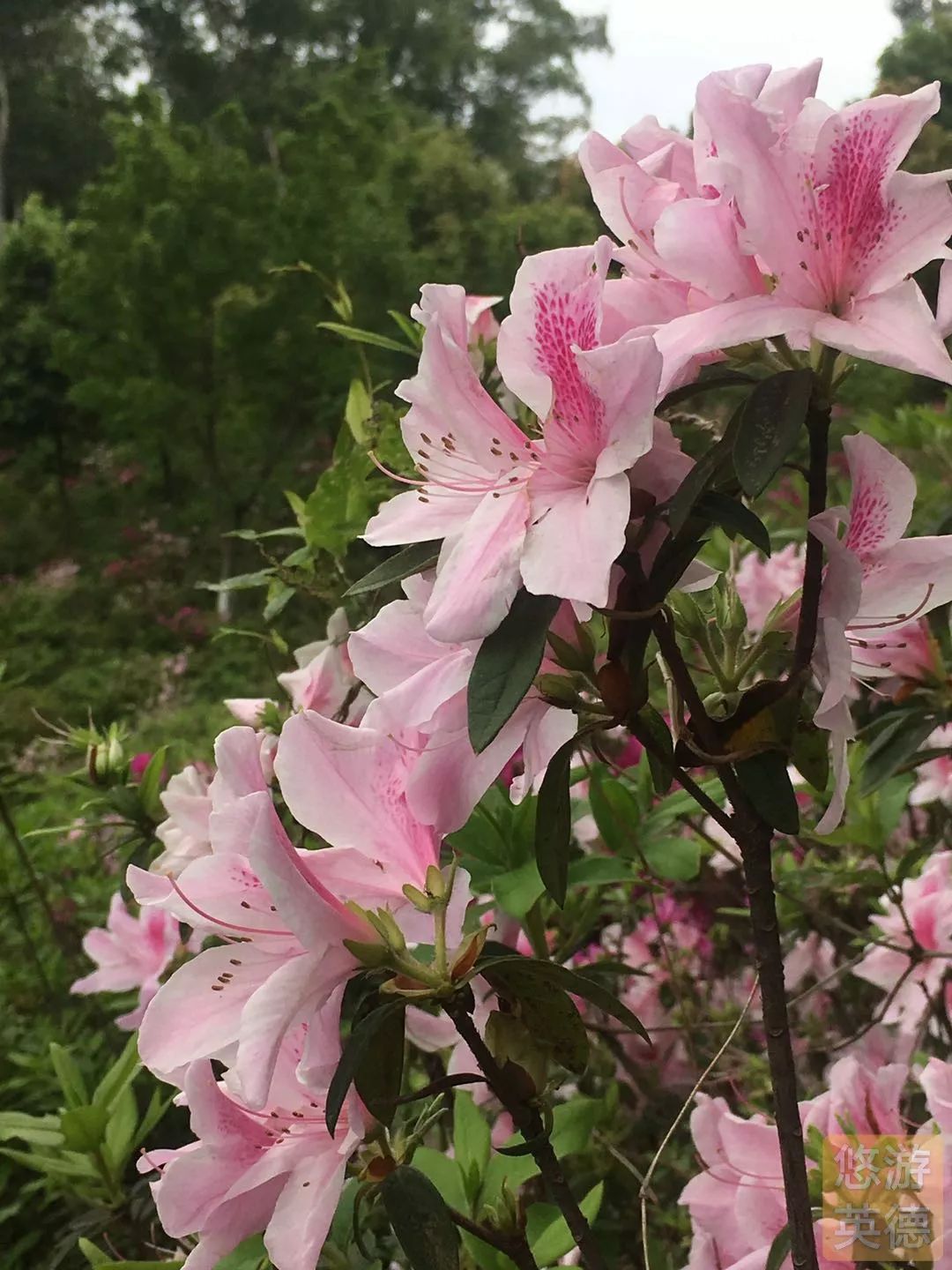 金子山的杜鹃花图片