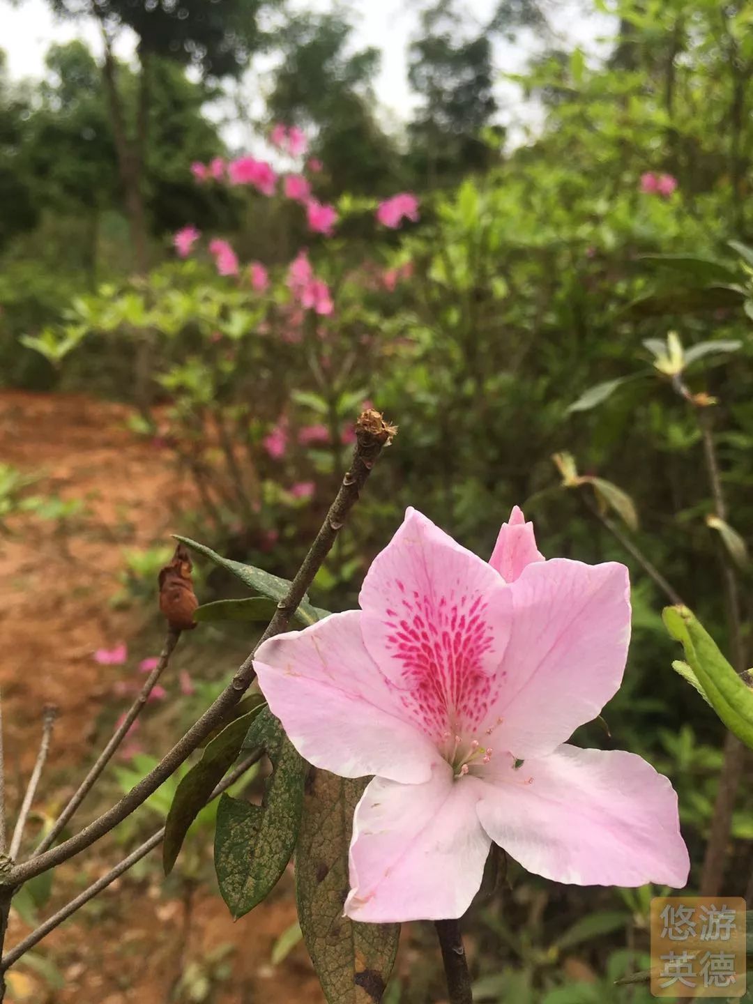 金子山的杜鹃花图片