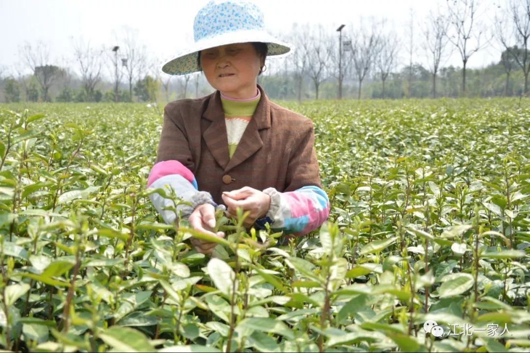 春雨潤籬下江北九華茶坊採茶人喊你來喝茶咯