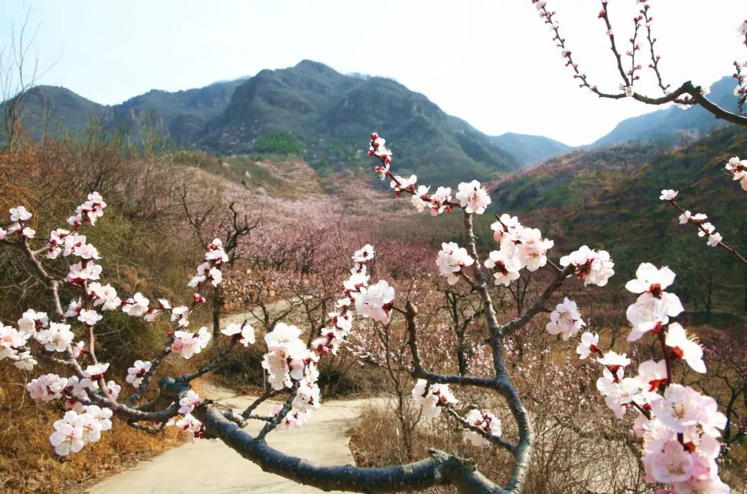 盛情邀约:平谷百花季 杏花迎客来_北寨村