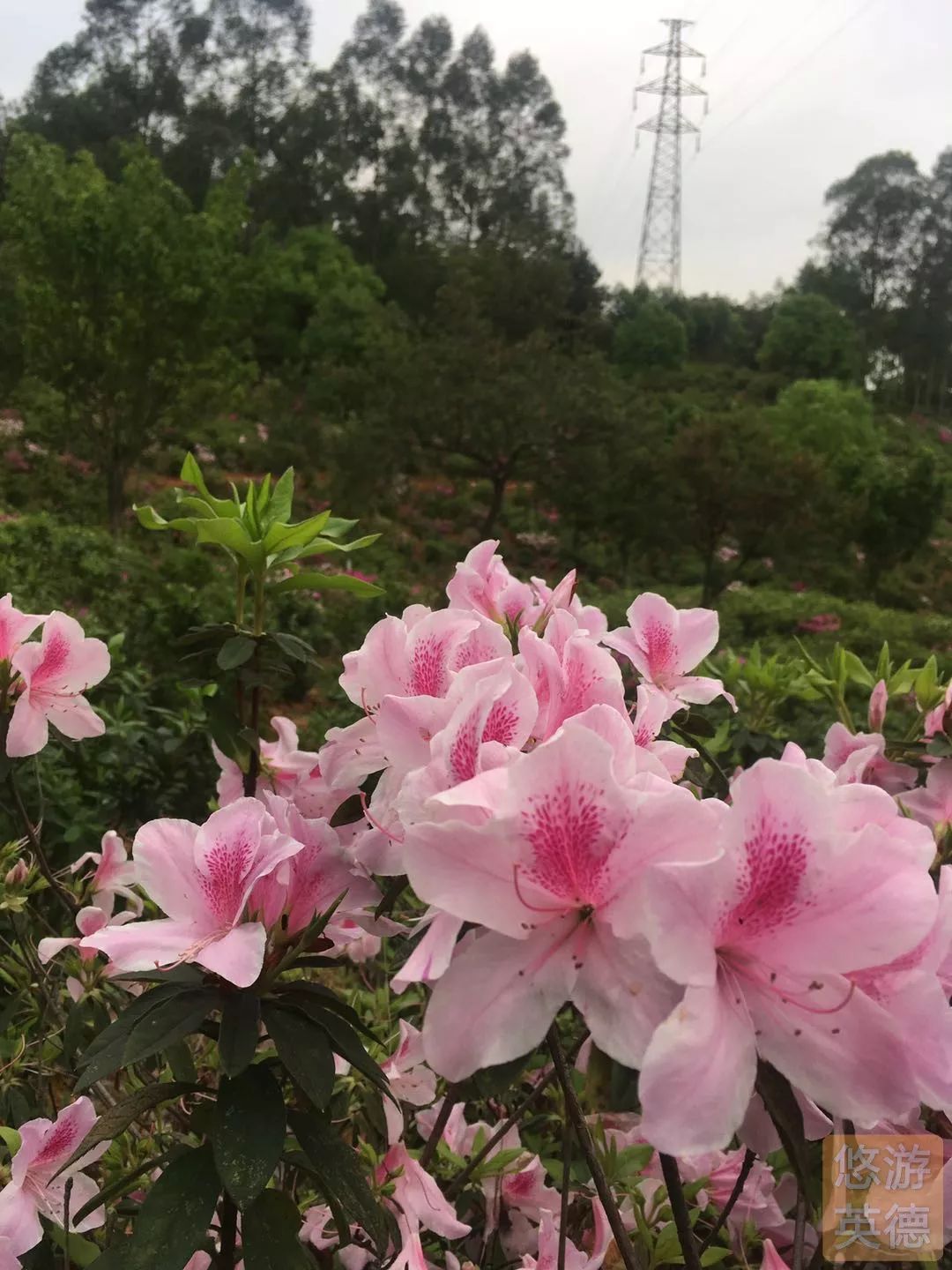 金子山的杜鹃花图片