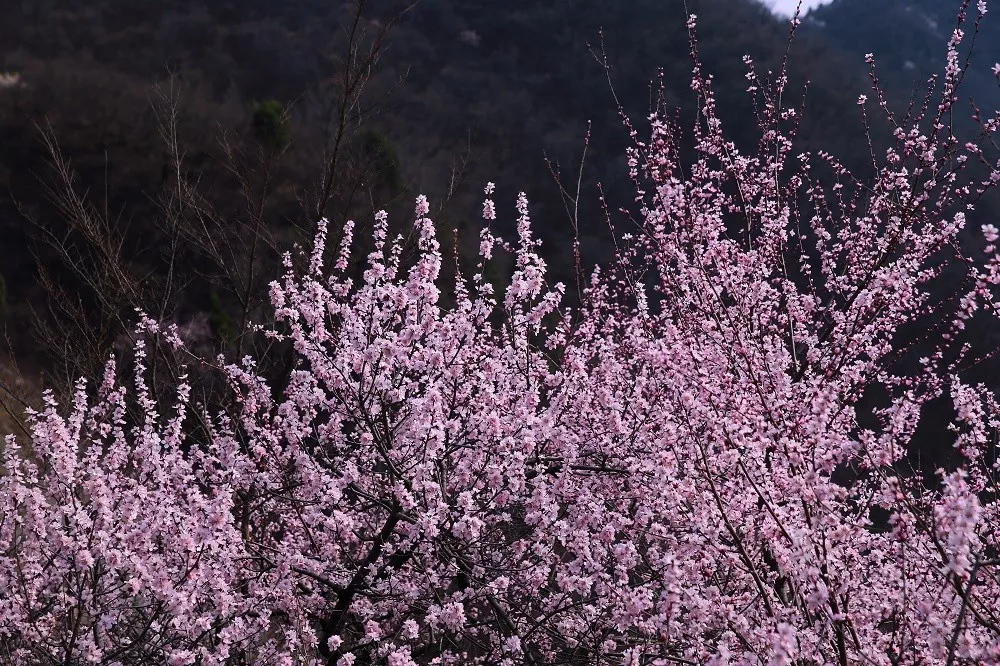 河南最美的桃花林原來藏在這裡