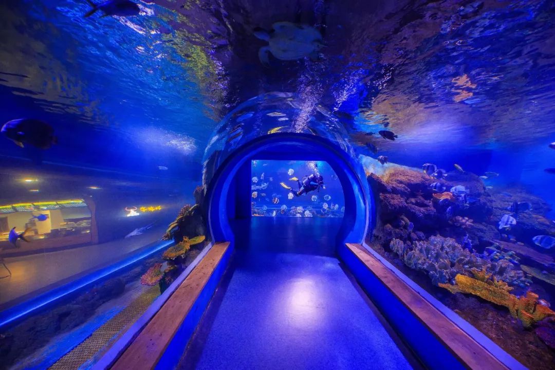 威高海洋馆水体面积4000立方,海底隧道水深4米,拥有黄金鲹,护士鲨