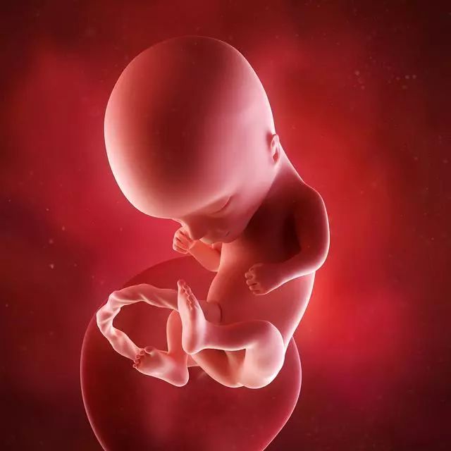 孕期宝宝长啥样?孕期胎儿发育全过程