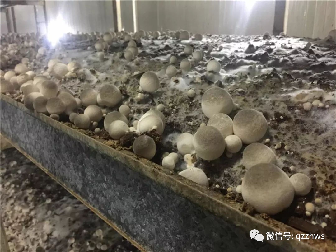 巨菌草种植蘑菇图片