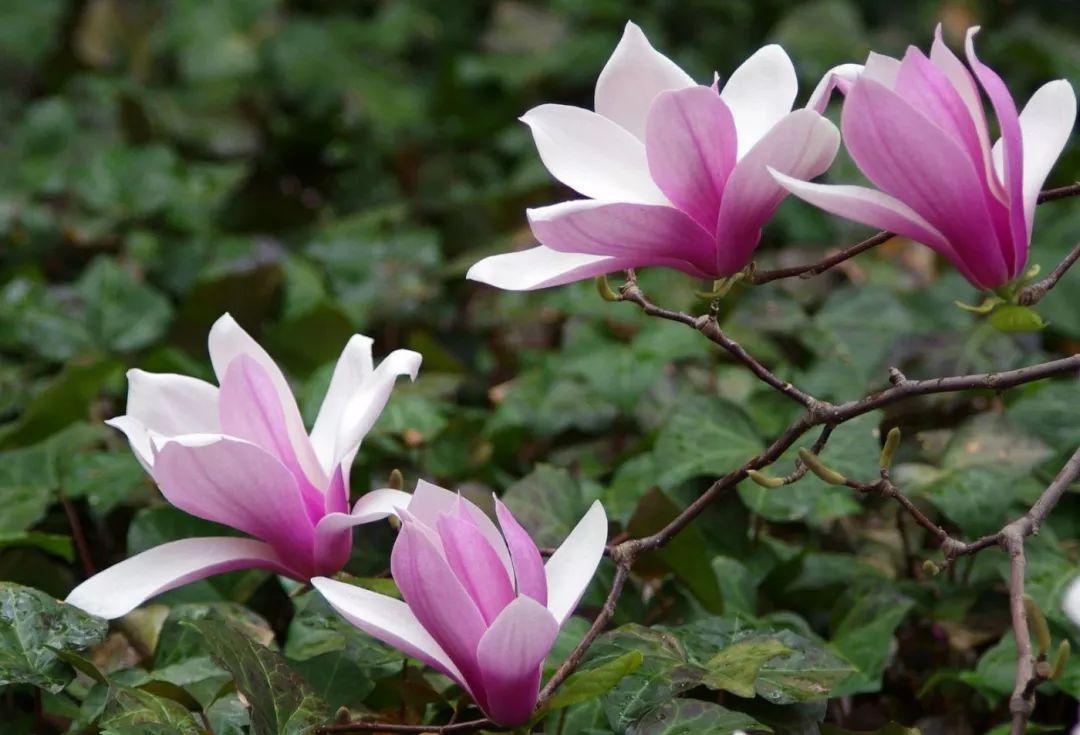 玉兰花花语(12星座专属奶茶)