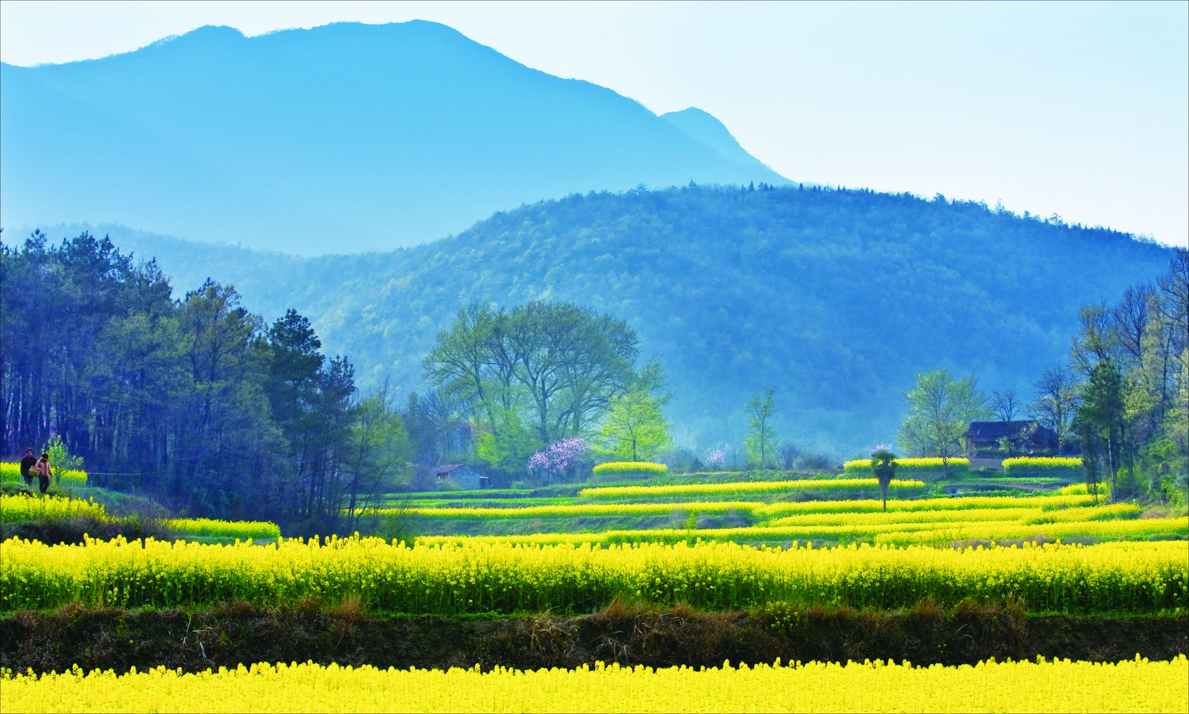 湖北油菜花哪儿最美图片