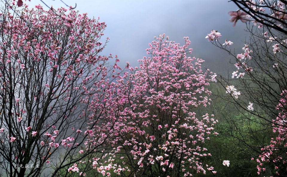 花林皆似霞图片