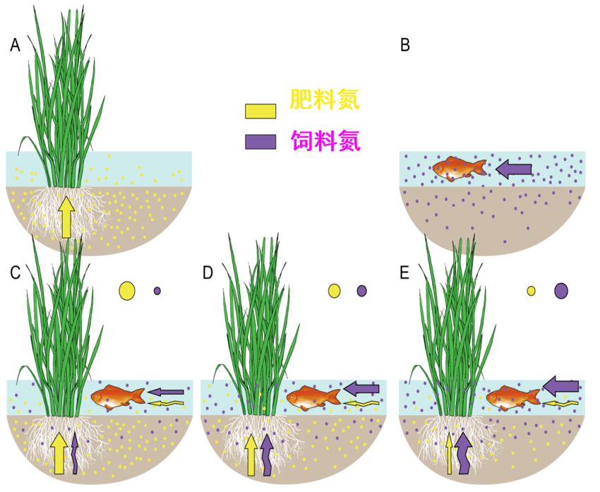 稻鱼共生系统设计图图片