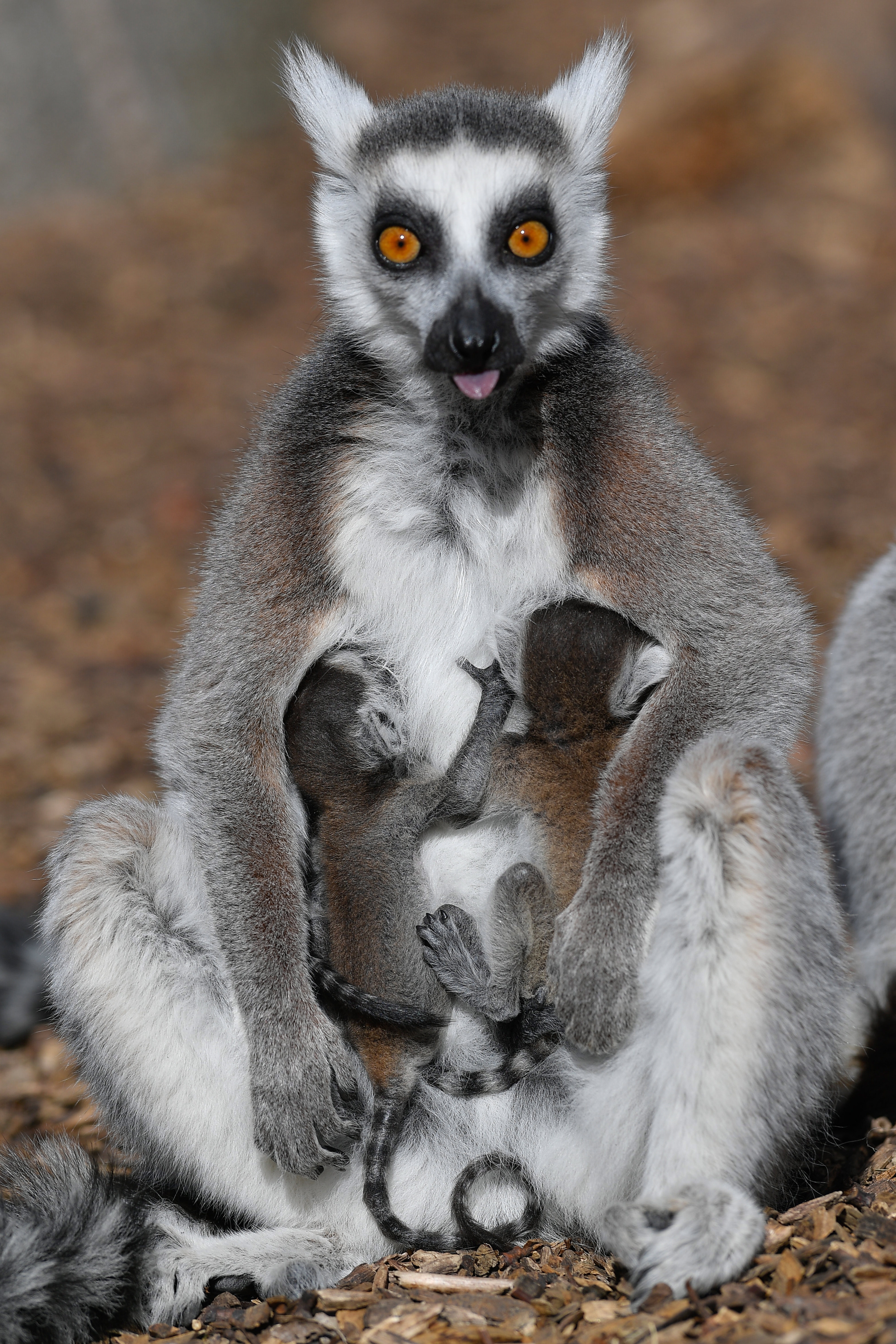 3月27日,在匈牙利德布勒森动物园,出生刚一周的环尾狐猴宝宝和妈妈在